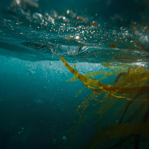 The Power of Nori Seaweed — The Ocean’s Gift in Every Touch